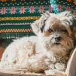 Puppygirlxd: Exploring the Trend and Its Significance