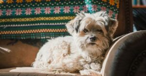 Puppygirlxd: Exploring the Trend and Its Significance
